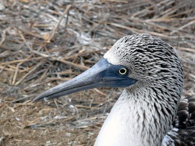 Blue-footed Booby Female