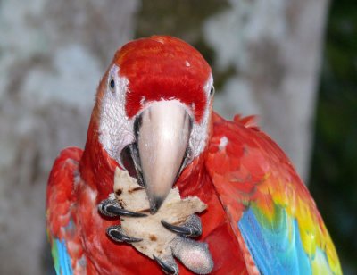 Macaw