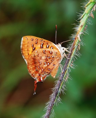 Common Scarlet - Axiocerses tjoane tjoane