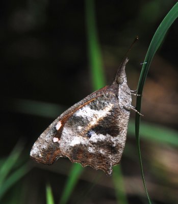 African Snout Butterfly - Libythea labdaca laius