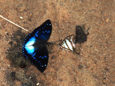 Blue-spotted Emperor - Charaxes cithaeron cithaeron