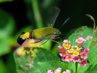 Common Bee Hawk Moth - Cephonodes hylas virescens