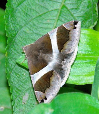 Noctuid Moth - Dysgonia derogans