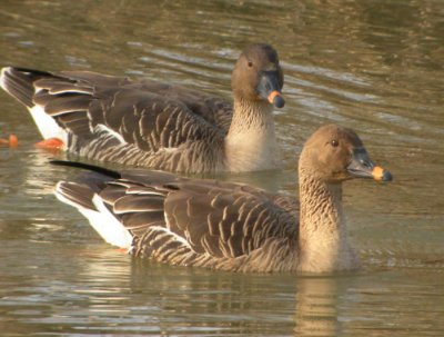 Sdgs / Bean Goose (ssp middendorffi)