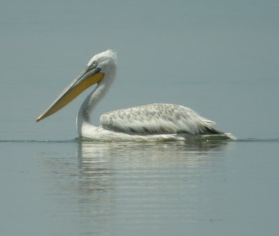 Krushuvad pelikan, adult