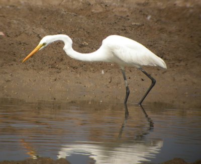 Ägretthäger / Great White Egret