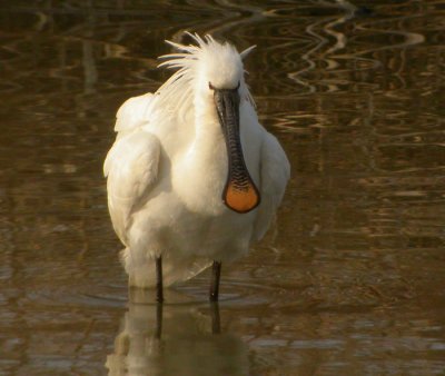 Skedstork / Spoonbill