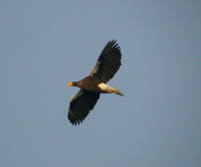Jättehavsörn, adult