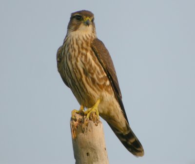 Stenfalk / Merlin