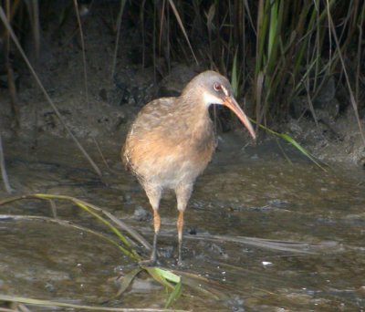 Kustrall / Clapper Rail