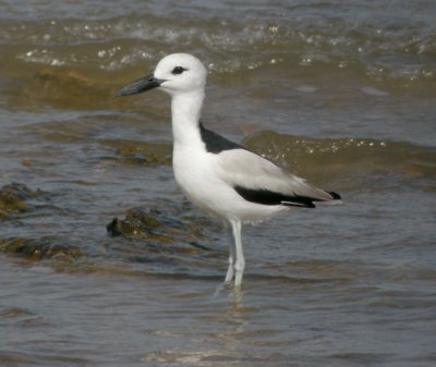 Hgerpipare, adult