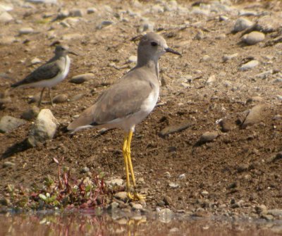 Sumpvipa / White-tailed Plover