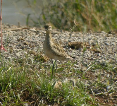 Sibirisk tundrapipare / Pacific Golden Plover