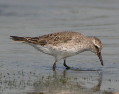 Vitgumpsnppa, adult
