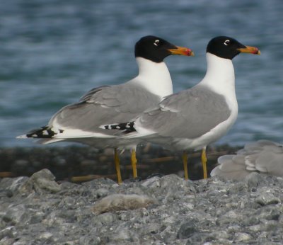 Trutar / Large Gulls