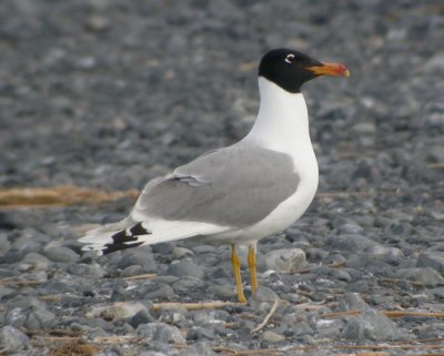 Svarthuvad trut, adult