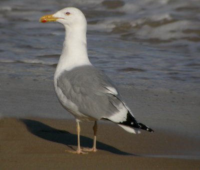 'Mongoltrut' / Mongolian Gull (ssp mongolicus)