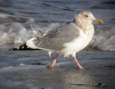 Vegae, adult vinter