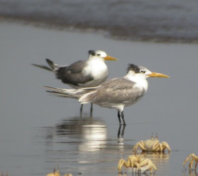 Tofstärna, adult vinter