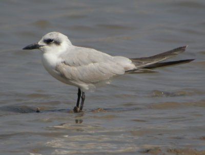Sandtrna / Gull-billed Tern