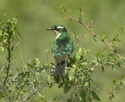 Strre guldgk / Didric Cuckoo