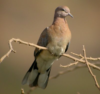 Palmduva / Laughing Dove