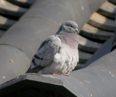 stlig klippduva / Hill Pigeon