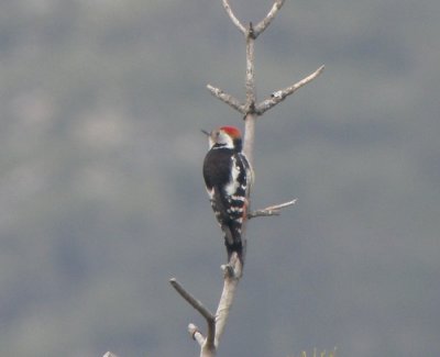 Mellanspett / Middle Spotted Woodpecker