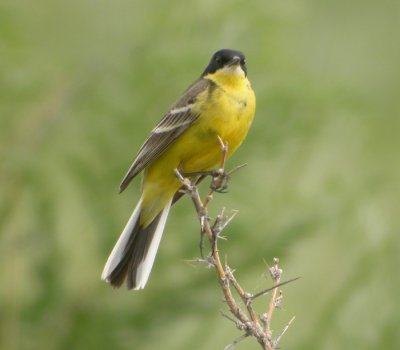 Gulrla ♂, ssp feldegg (melanogrisea-typ)