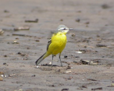 Gulrla ♂ (ssp beema)