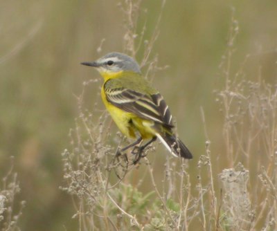 Gulärla / Yellow Wagtail (ssp beema)