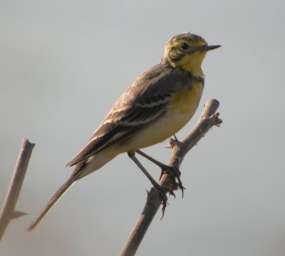Citronärla