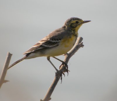 Citronärla