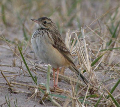 Mongolpiplrka / Blyths Pipit