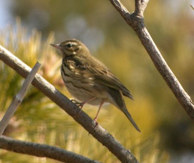 Sibirisk piplrka / Olive-backed Pipit