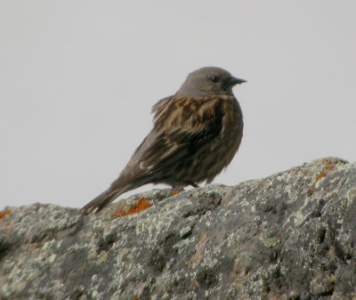Altaijrnsparv / Altai Accentor