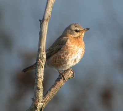 Rdtrast / Naumann's Thrush