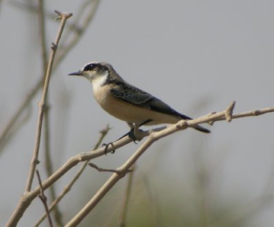 Nunnestenskvtta ♂, 'vittata'