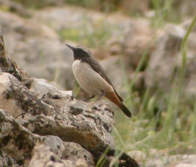 Kurdstenskvtta / Kurdish Wheatear