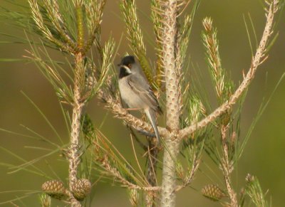 Svarthakad sångare ♂
