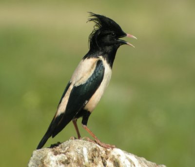 Rosenstare / Rose-coloured Starling