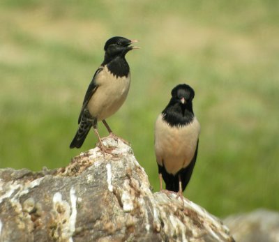 Rosenstare ♀ och ♂