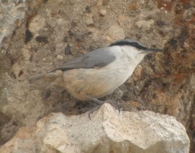 Klippntvcka / Rock Nuthatch