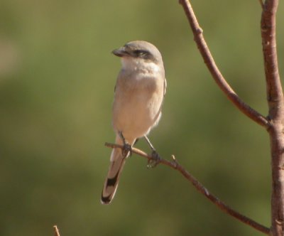 kenvarfgel, ssp elegans