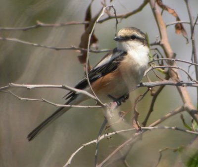 Masktrnskata ♀