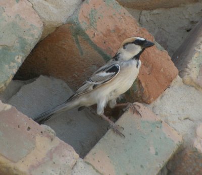 Saxaulsparv / Saxaul Sparrow