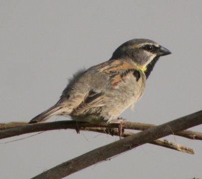 Tamarisksparv ♂