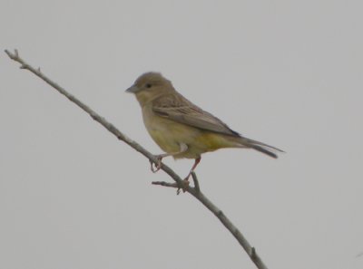 Svarthuvad sparv ♀