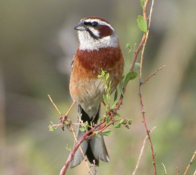 ngssparv ♂