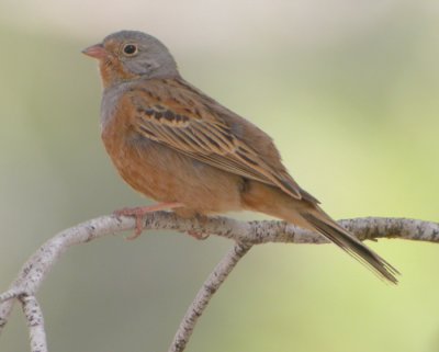 Rostsparv ♂